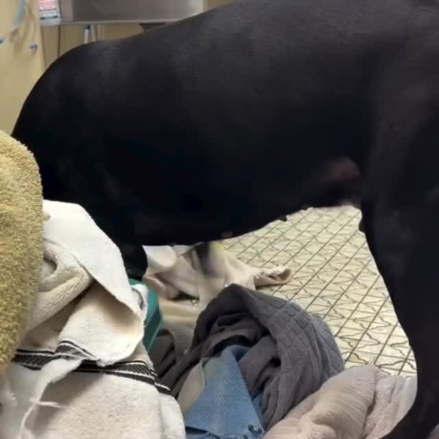  .........pet_world   'recent posts' 