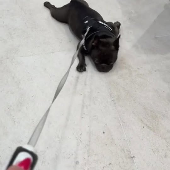  ..........ldogs_only   'recent posts' 