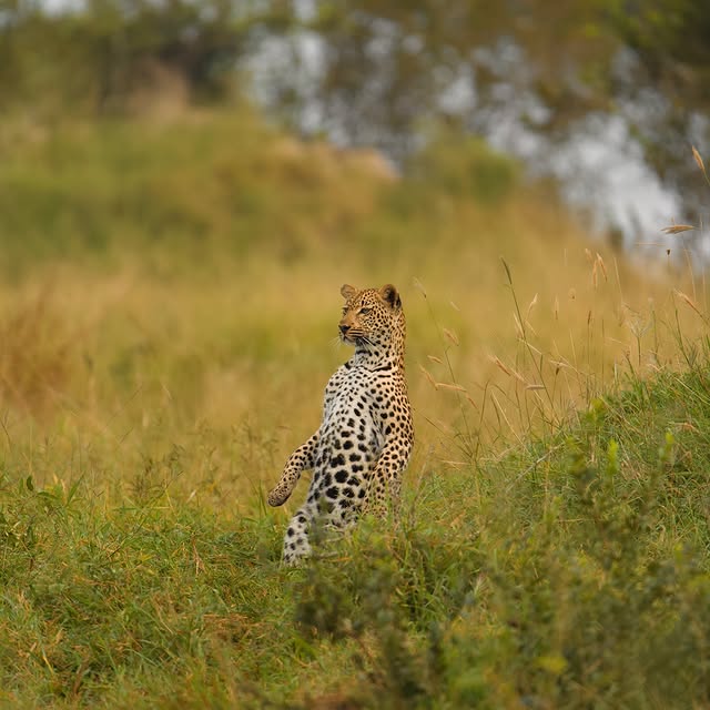  .........._sightings   'recent posts' 