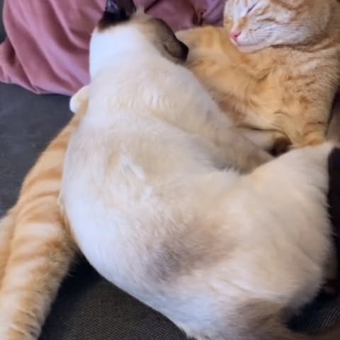  .......piecats   'recent posts' 