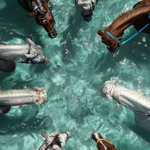  ......fervor   'recent posts' 