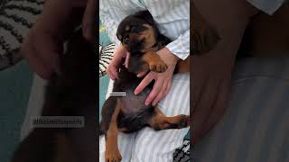  .......ler Life  'recent videos' 