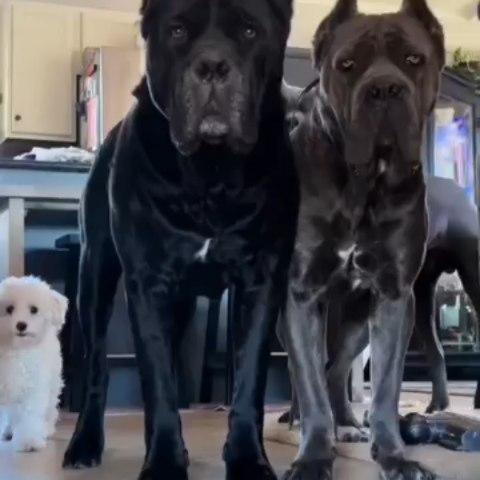  .........pet_world   'recent posts' 
