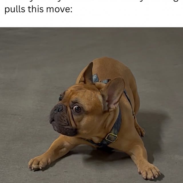  .....pawsz   'recent posts' 