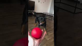  .......ler Life  'recent videos' 