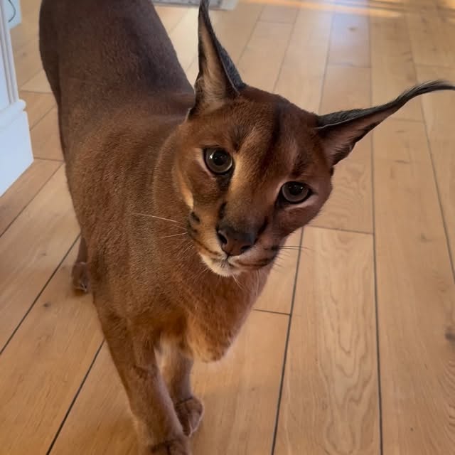  ......aracal   'recent posts' 