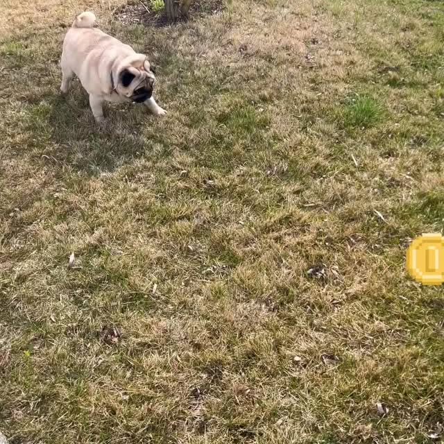  .....of.pug   'recent posts' 