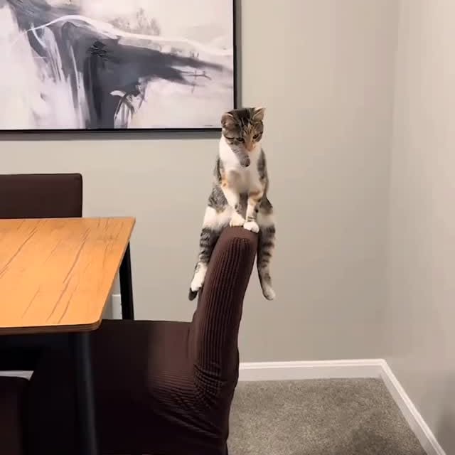  .......skittens   'recent posts' 