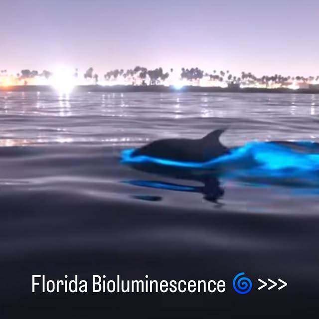  .....lorida   'recent posts' 