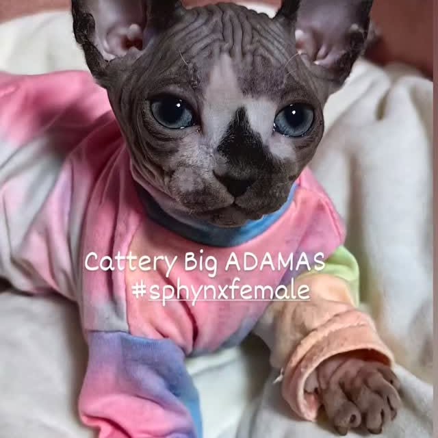  ......sphynx   'recent posts' 