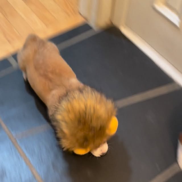  .....corgis   'recent posts' 