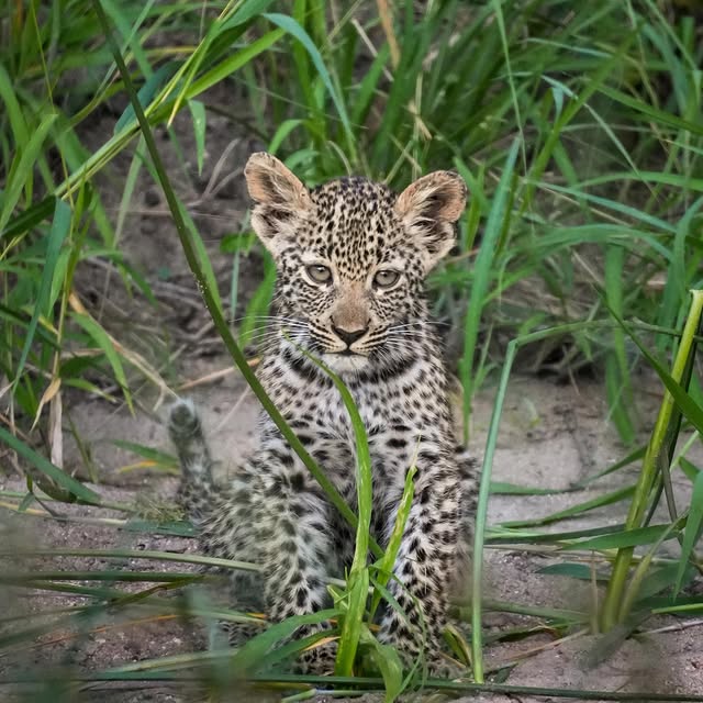  .........._sightings   'recent posts' 