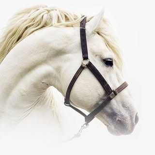 Hire ......spirit influencer with 256.5k