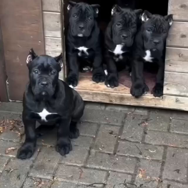  .........pet_world   'recent posts' 