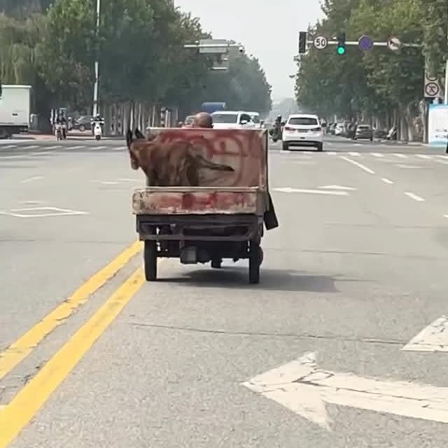  .....nimals   'recent posts' 