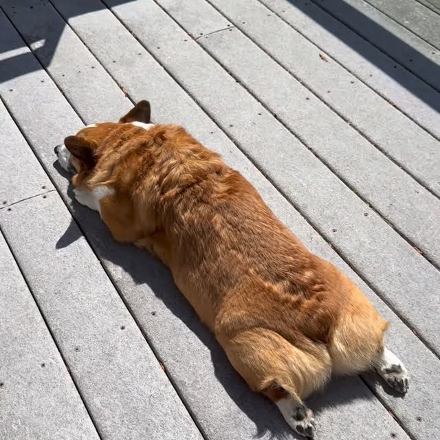  .....corgis   'recent posts' 