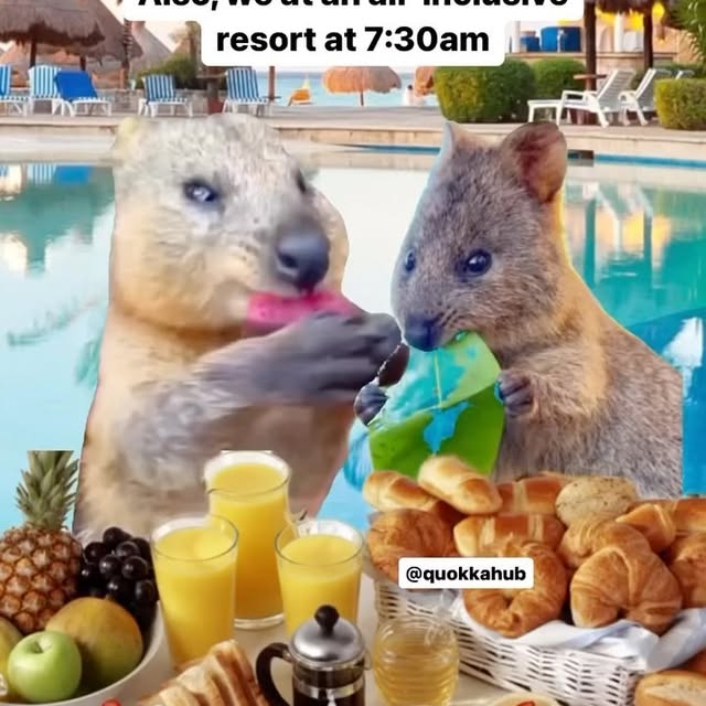  ......quokkas   'recent posts' 