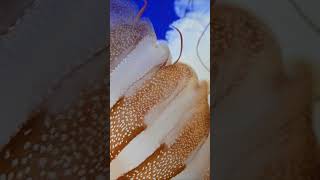  .....rthTv  'recent videos' 