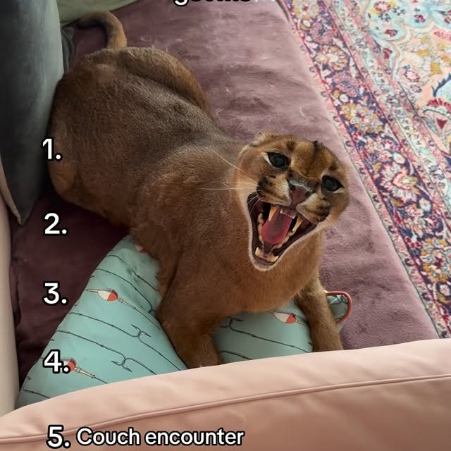  ......aracal   'recent posts' 