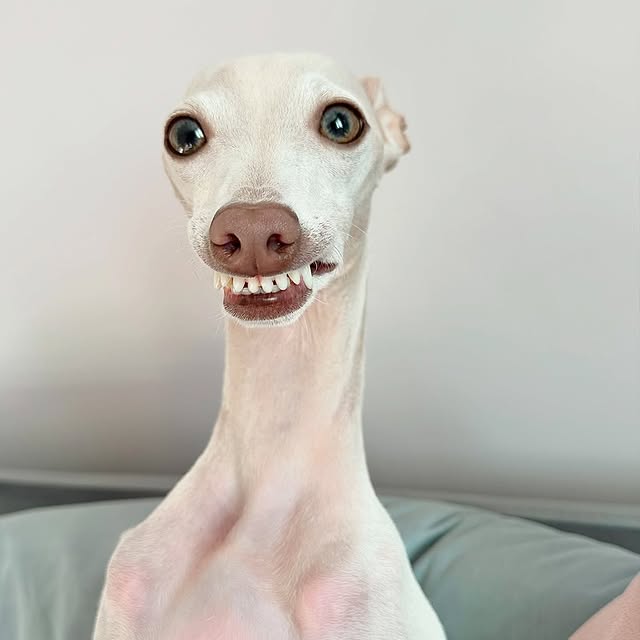  .....eiggy   'recent posts' 