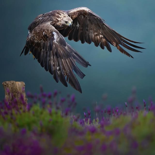  ......erfever   'recent posts' 