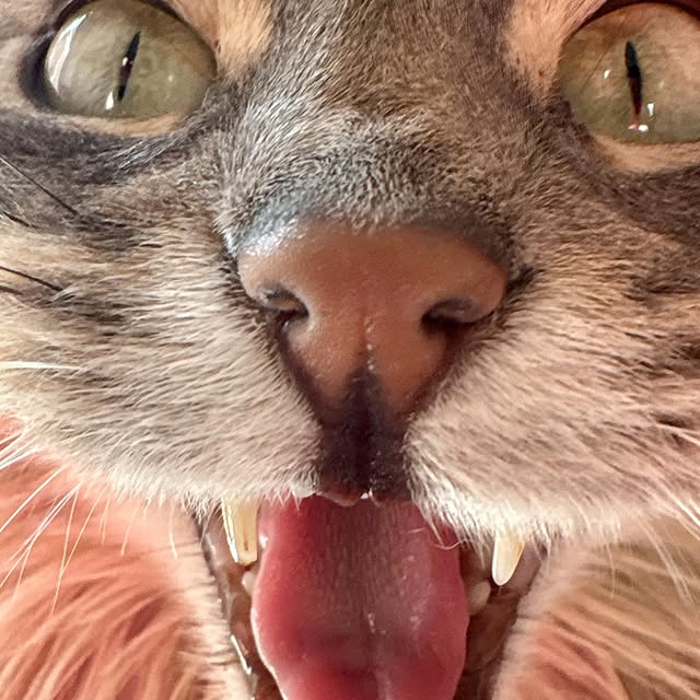  ...........irtonguesout   'recent posts' 