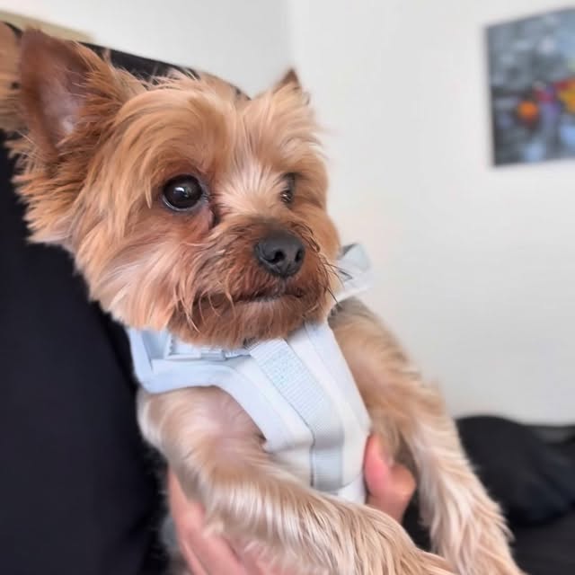  .......uapuppy   'recent posts' 