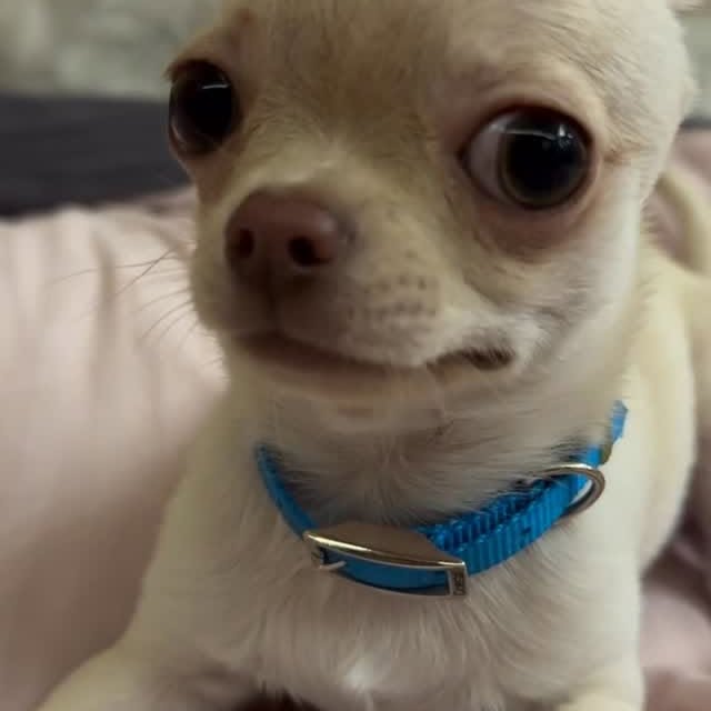  .......uapuppy   'recent posts' 