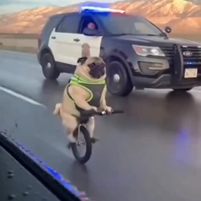  .....of.pug   'recent posts' 