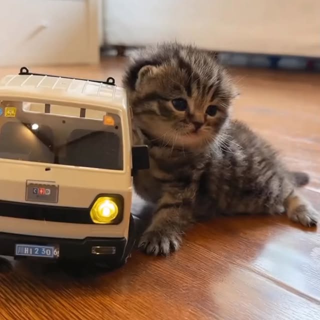  .......piecats   'recent posts' 