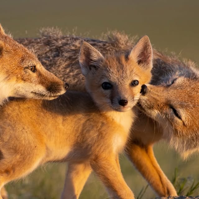  ......fehood   'recent posts' 