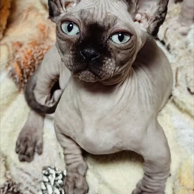  ......sphynx   'recent posts' 