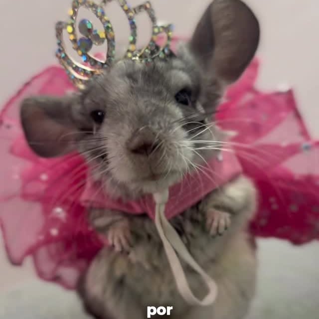  ........del_exito   'recent posts' 