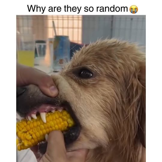  .....ibess   'recent posts' 