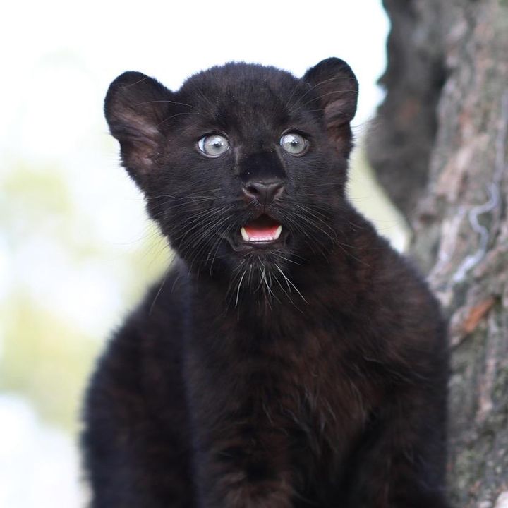 Hire ........_pantera influencer with 11.1m