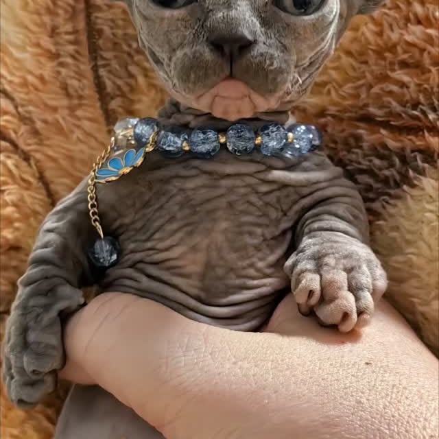  ......sphynx   'recent posts' 