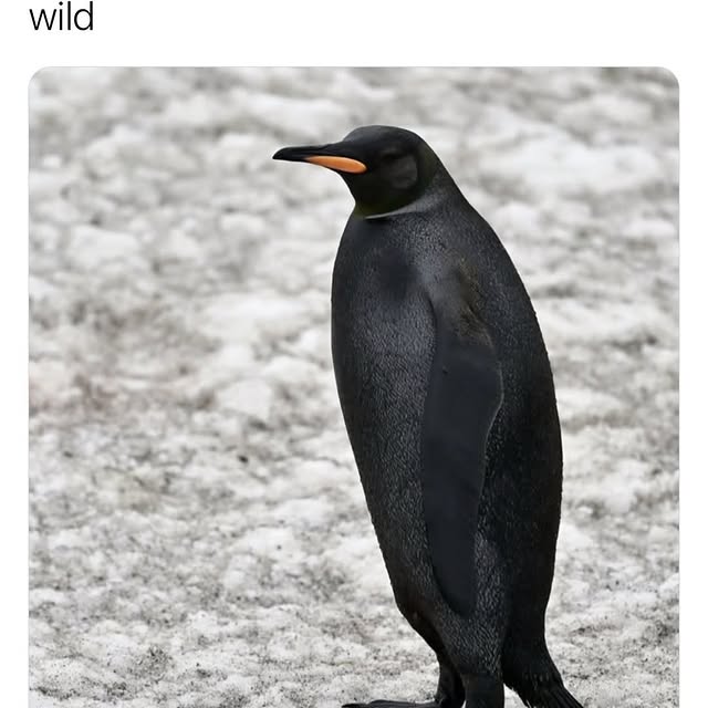  .......rfervor   'recent posts' 