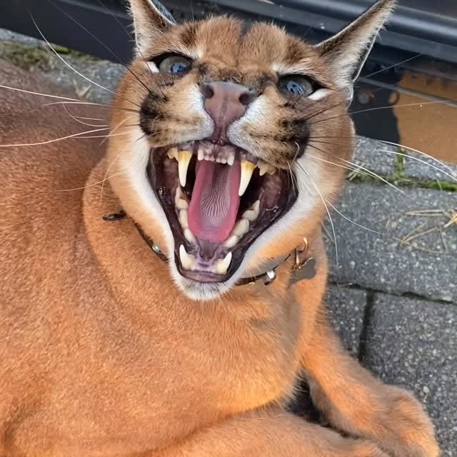  ......aracal   'recent posts' 