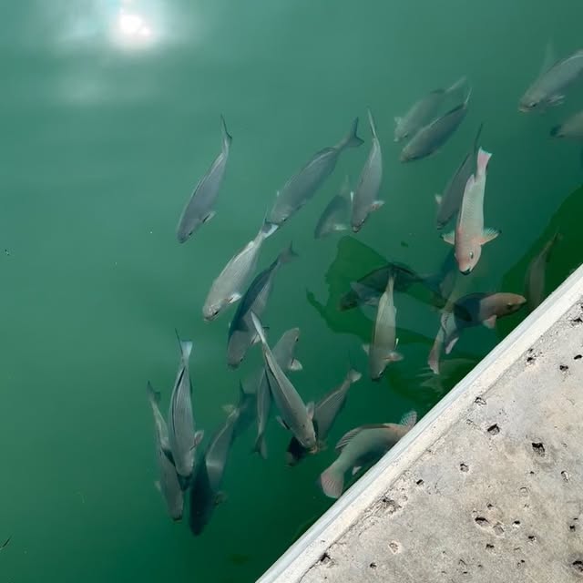  ........sfishing   'recent posts' 