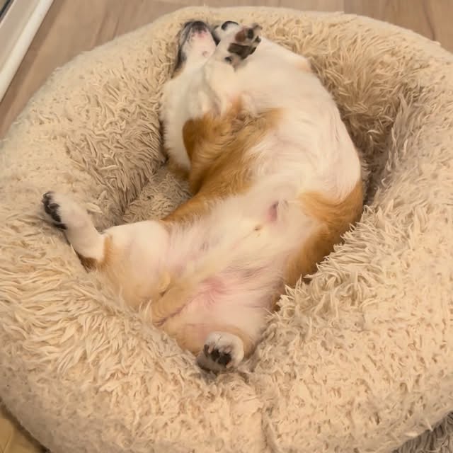  .....corgis   'recent posts' 