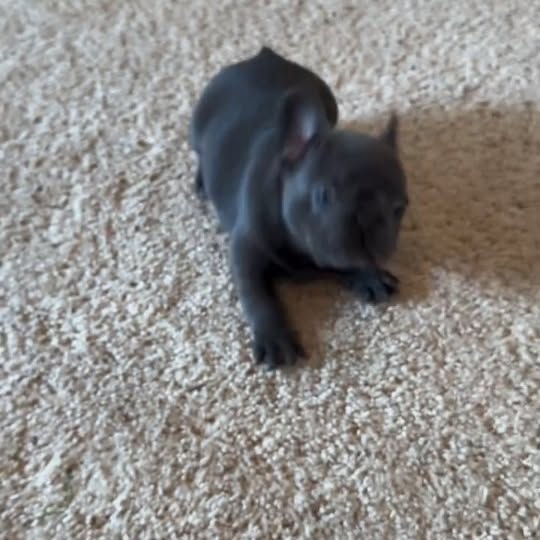  ..........ldogs_only   'recent posts' 