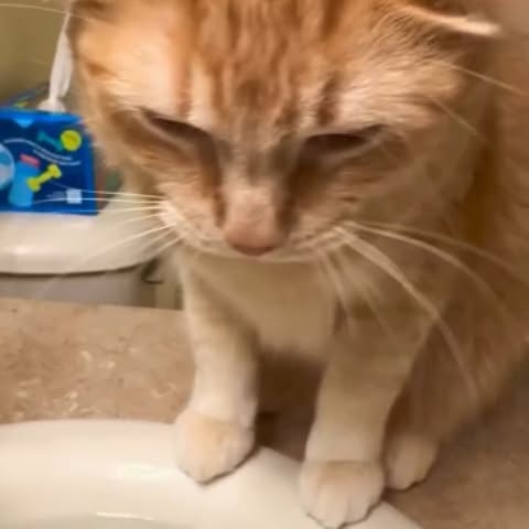  .....memes   'recent posts' 