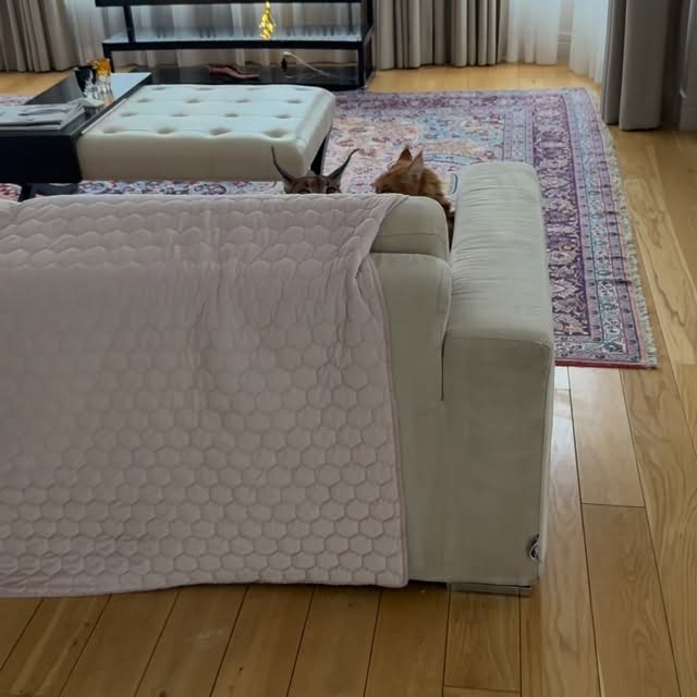  ......aracal   'recent posts' 