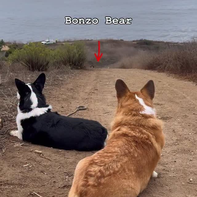  .....corgis   'recent posts' 