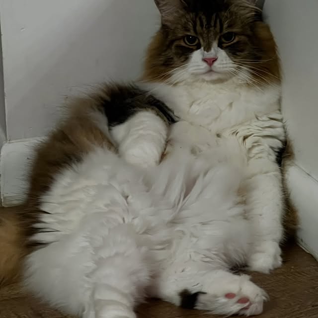  ......adamus   'recent posts' 