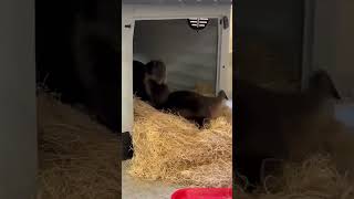  .....rthTv  'recent videos' 