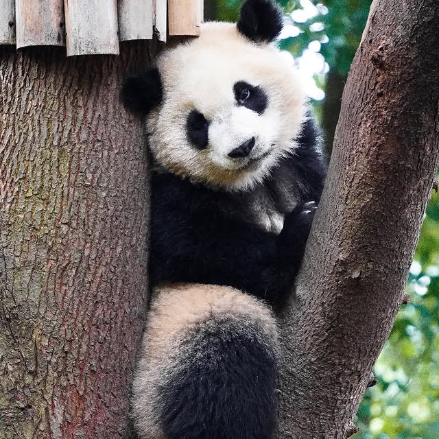  .......ustabout   'recent posts' 