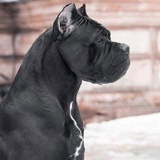 Hire ........o.castle influencer with 24.3k