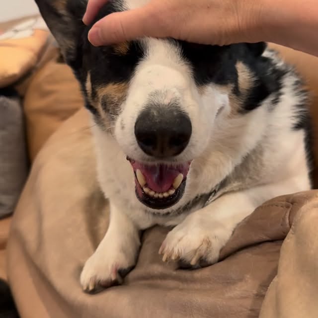  .....corgis   'recent posts' 