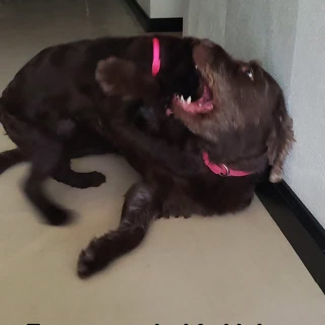  .........bradoodle   'recent posts' 